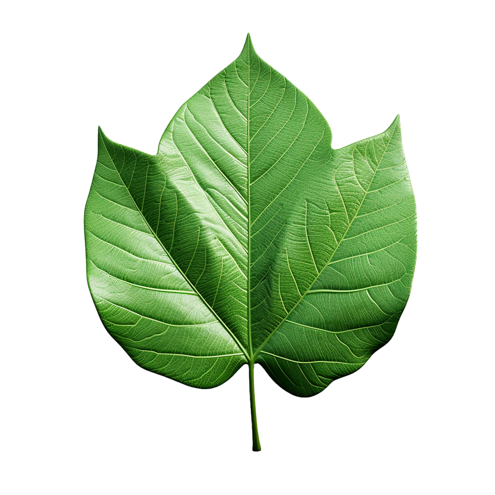 Leaf 1