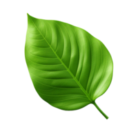 Leaf 4