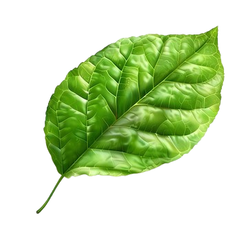 Leaf 5