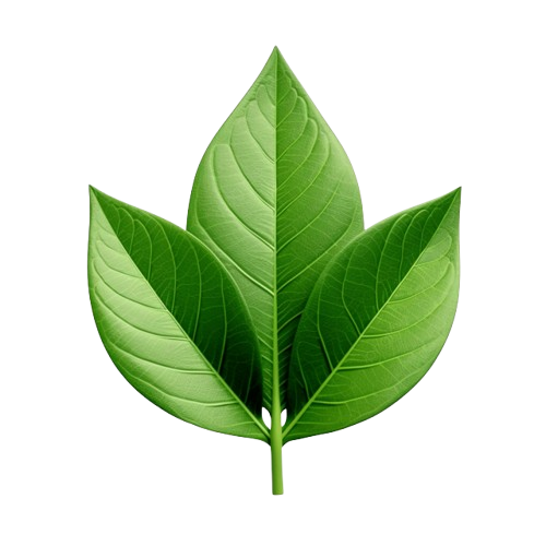Leaf 6